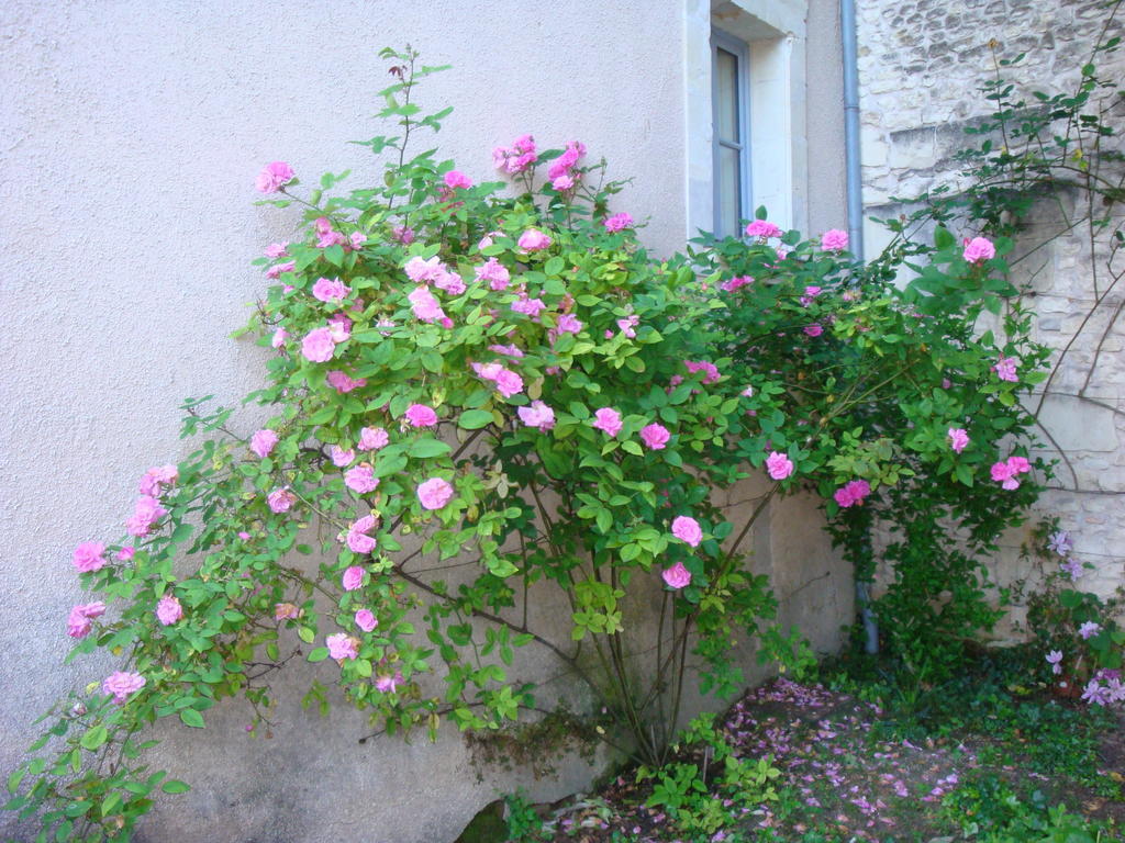 Hotel Manoir d'Orbé Montreuil-Bellay Esterno foto